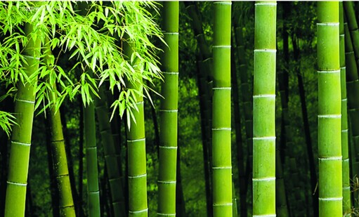 竹木炭衣柜持續(xù)走熱市場(chǎng) 博詩(shī)曼揭曉其中秘密